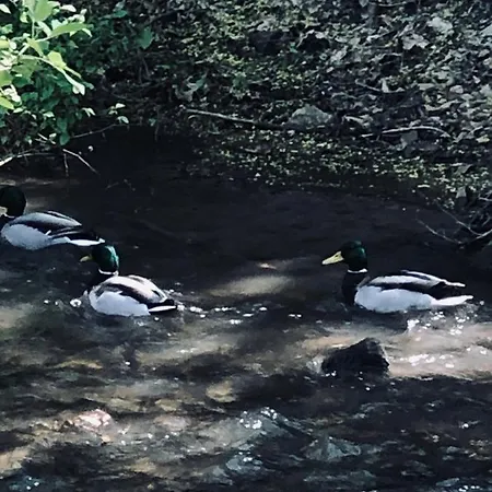 Caloroczny Na Wylacznosc Niebieska Osada Nad Gorskim Potokiem Appartamento