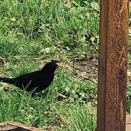 Caloroczny Na Wylacznosc Niebieska Osada Nad Gorskim Potokiem *