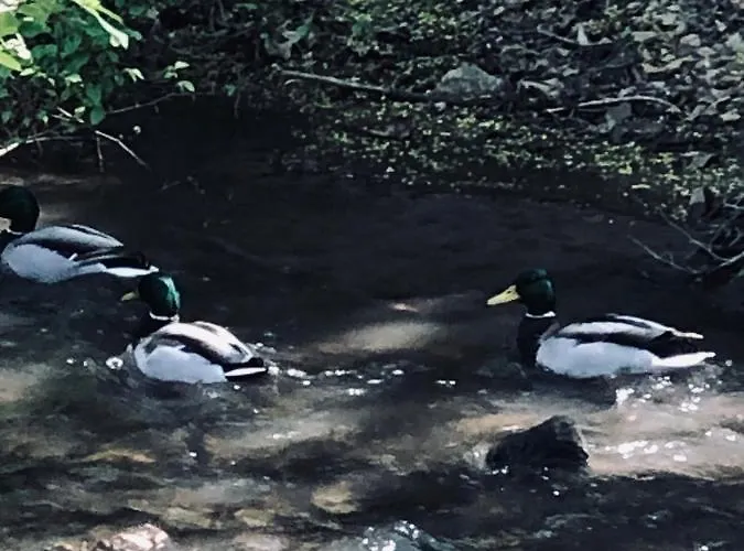 Caloroczny Na Wylacznosc Niebieska Osada Nad Gorskim Potokiem Apartmán