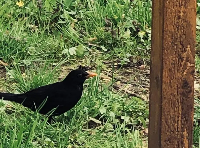 Caloroczny Na Wylacznosc Niebieska Osada Nad Gorskim Potokiem *