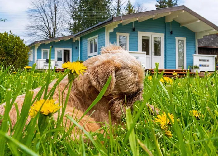 Caloroczny Na Wylacznosc Niebieska Osada Nad Gorskim Potokiem Stary Waliszow